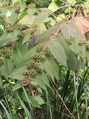 Callicarpa rubella