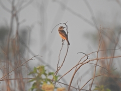 Saxicola stejnegeri