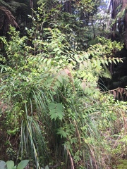 Callicarpa rubella