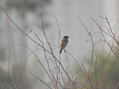 Saxicola stejnegeri