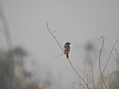 Saxicola stejnegeri