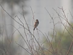 Saxicola stejnegeri