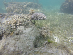 Acropora tenuis