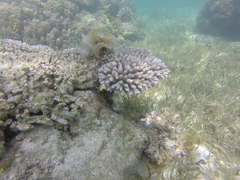 Acropora tenuis