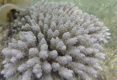 Acropora tenuis