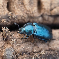 Platycerus caraboides