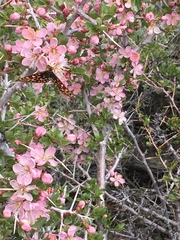 Euphydryas chalcedona