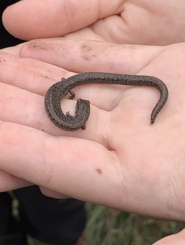 iNaturalist observation photo of California Slender Salamander
