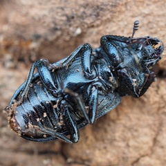 Platycerus caraboides