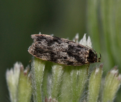 Barea codrella