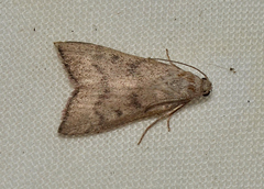 Callionyma sarcodes