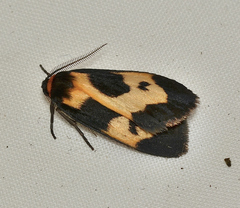 Castulo plagiata