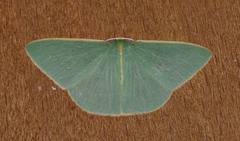 Chlorocoma assimilis