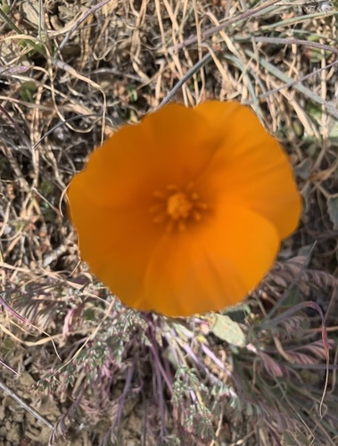 iNaturalist observation photo of California poppy