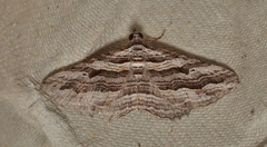 Chrysolarentia severata