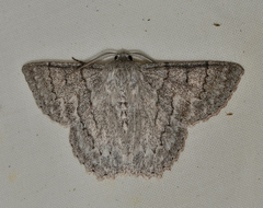 Crypsiphona tasmanica