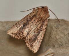 Dasygaster ligniplena