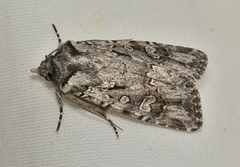Ectopatria aspera
