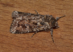 Ectopatria horologa