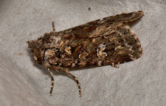 Ectopatria horologa