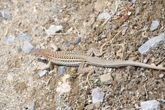 Dicrodon guttulatum