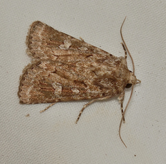 Ectopatria xerampelina