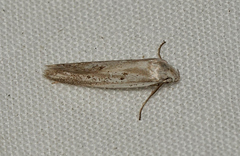 Elachista ligula
