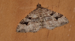 Epyaxa centroneura