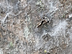 Menemerus bivittatus