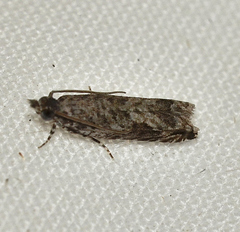 Holocola triangulana