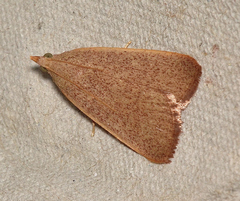 Hypsopygia albidalis