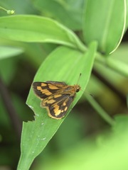 Taractrocera luzonensis