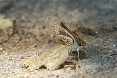 Sovia albipectus