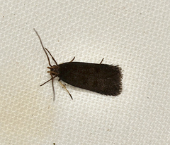 Lecithocera terrigena