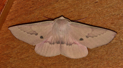 Monoctenia falernaria