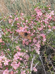 Euphydryas chalcedona