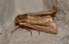Persectania dyscrita