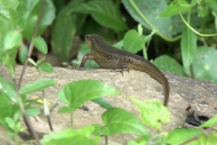 Eutropis multifasciata