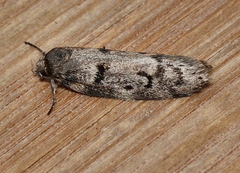 Palimmeces hemiphanes