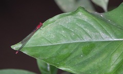 Pseudagrion pilidorsum
