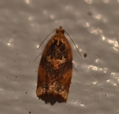 Argyrotaenia amatana