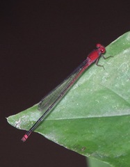 Pseudagrion pilidorsum
