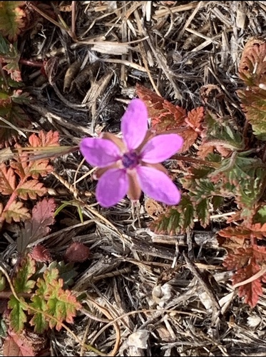 iNaturalist observation photo of Redstem Stork's-bill