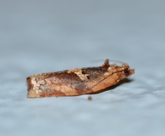 Argyrotaenia amatana