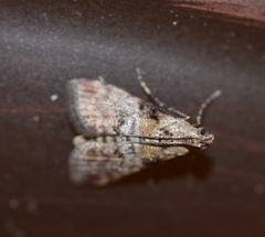 Phidotricha erigens