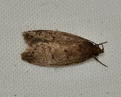 Philobota archepeda