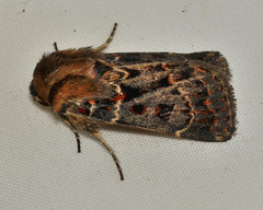 Proteuxoa sanguinipuncta