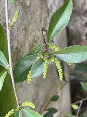 Acalypha siamensis