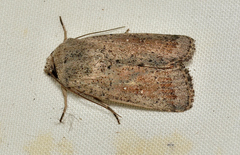 Proteuxoa leptochroa
