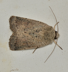 Proteuxoa leptochroa
